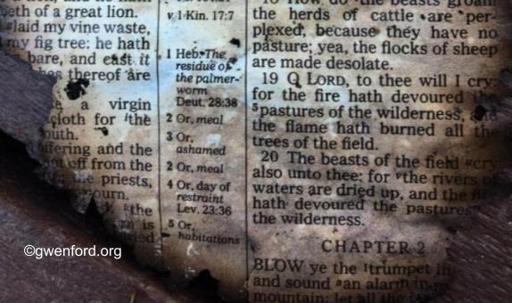 A single partially burned page from a Bible found by Isaac McCord under a bench in the park near 
Gatlinburg, TN - December 2016.