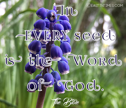 Dr. Gwen Ford's Quote of the Week - In EVERY seed is the Word of God.