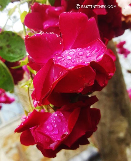 A red rose is shown in Dr. Gwen Ford's 2020 garden.