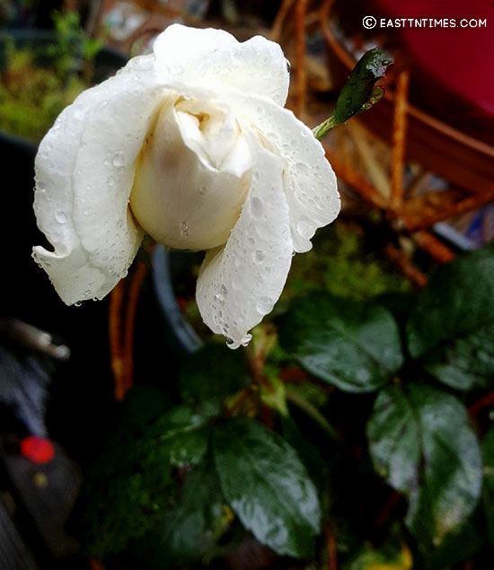 A white rose is shown in Dr. Gwen Ford's 2020 garden.
